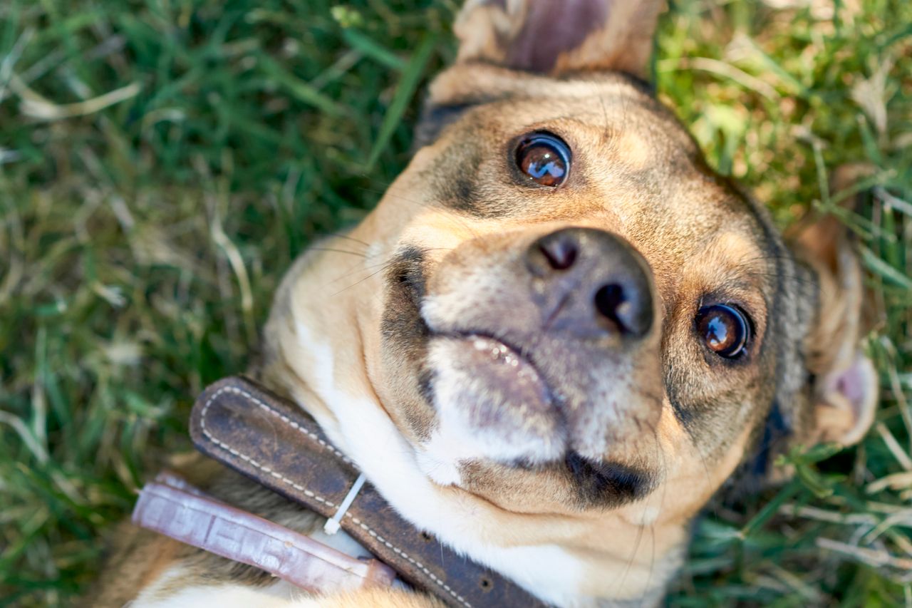 A friendly brown dog lies happily on grass, enjoying a sunny day.
